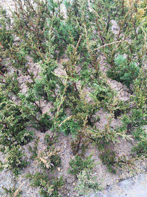 真柏下山桩怎么扦插的方法