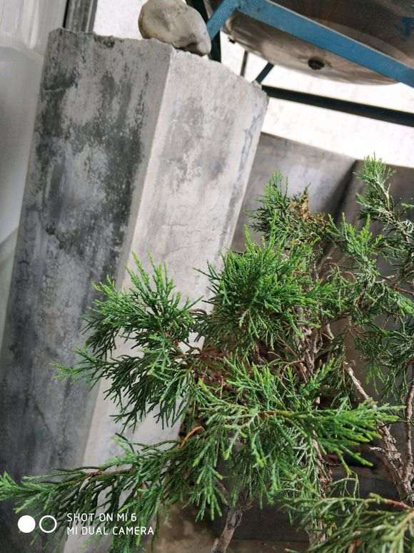 为什么新疆真柏下山桩不容易种活的原因