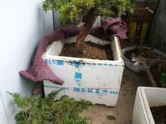 为什么新疆真柏下山桩不容易种活的原因