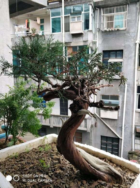 崖柏现在最大的问是根太少