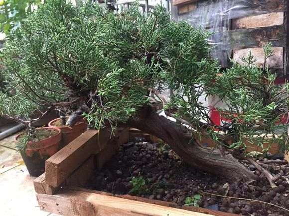 崖柏现在最大的问是根太少