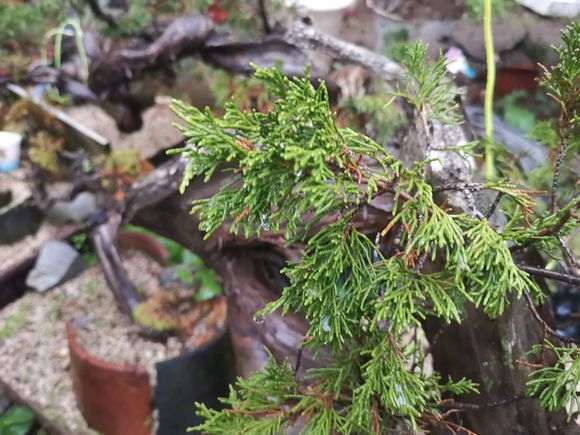 崖柏现在最大的问是根太少