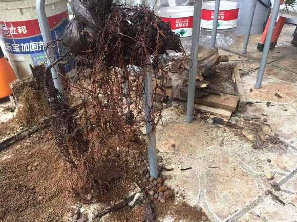 崖柏现在最大的问是根太少