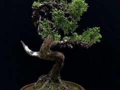 系鱼川真柏下山桩的土为什么那么少 图片