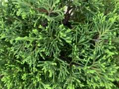 大家帮看 这两棵是什么真柏下山桩 图片