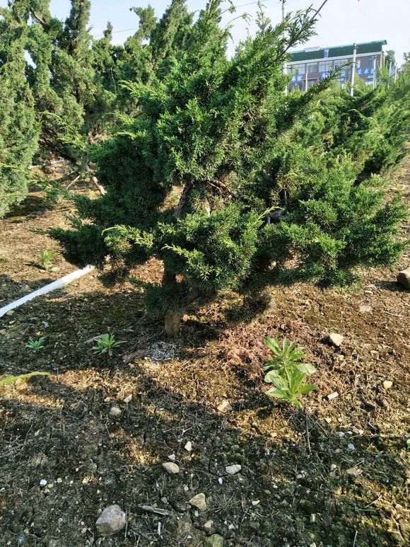 20年的大纪州真柏下山桩怎么造型 图片