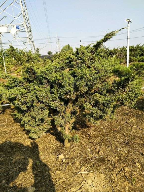 20年的大纪州真柏下山桩怎么造型 图片