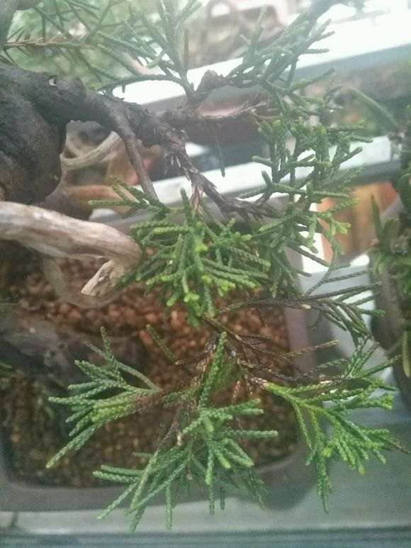 真柏下山桩的叶子逐渐发黄是什么原因