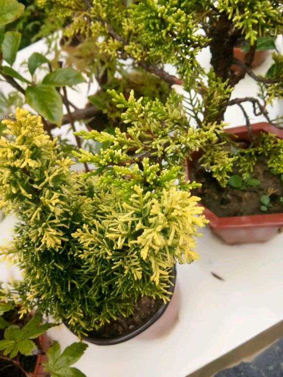 什么柏树比真柏下山桩叶子都要粗短一些