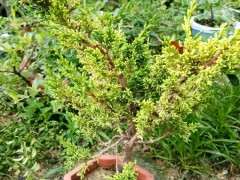 什么柏树比真柏下山桩叶子都要粗短一些