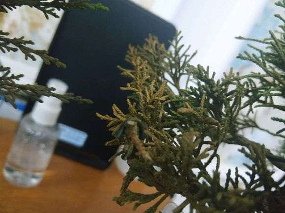 真柏下山桩怎么发黄枯萎了