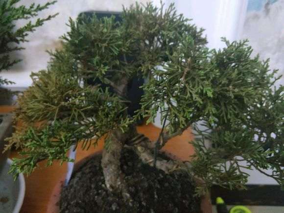 真柏下山桩怎么发黄枯萎了