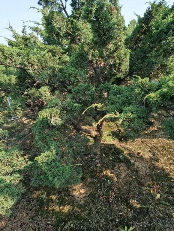 真柏下山桩上盆多久可以换土 图片