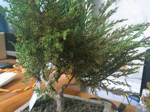 真柏下山桩上盆多久可以换土 图片