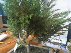 真柏下山桩上盆多久可以换土 图片