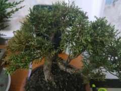 系鱼川真柏和纪州真柏下山桩有什么差异