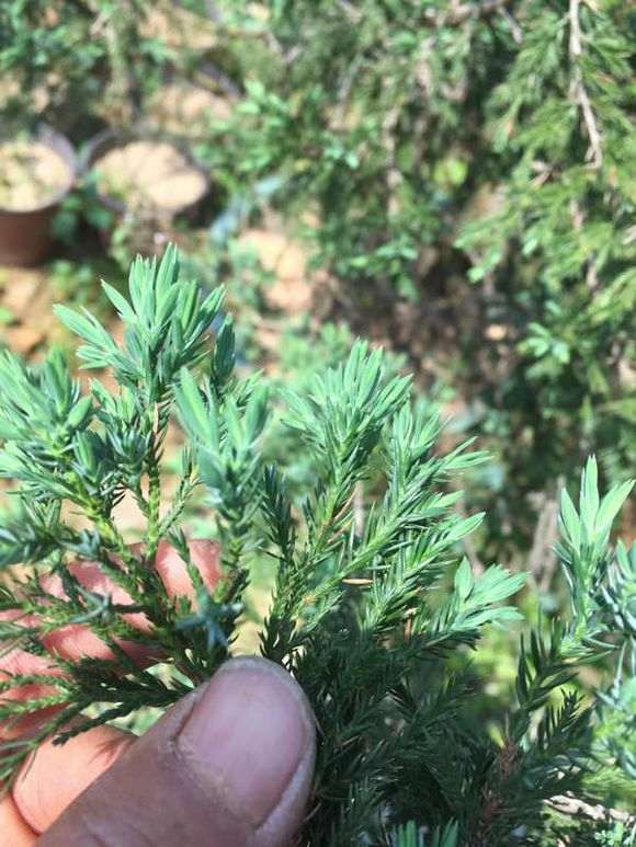 系鱼川真柏叶片刺化严重