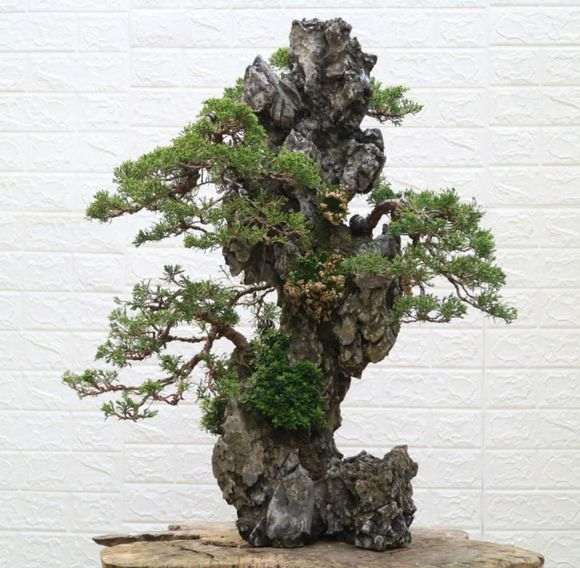 真柏下山桩能制作附石盆景吗