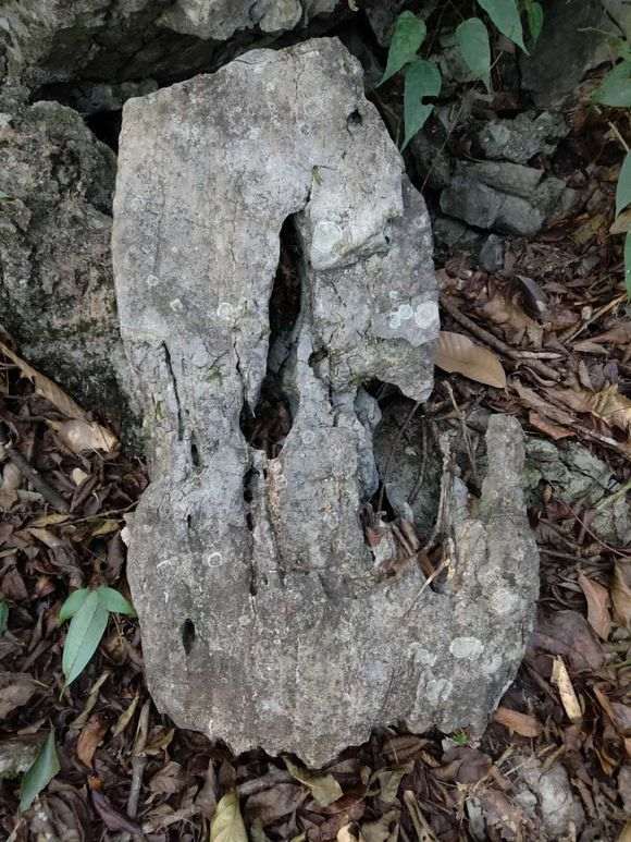 真柏下山桩能制作附石盆景吗