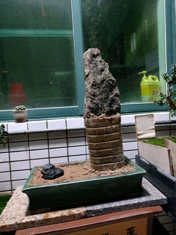 真柏下山桩能制作附石盆景吗