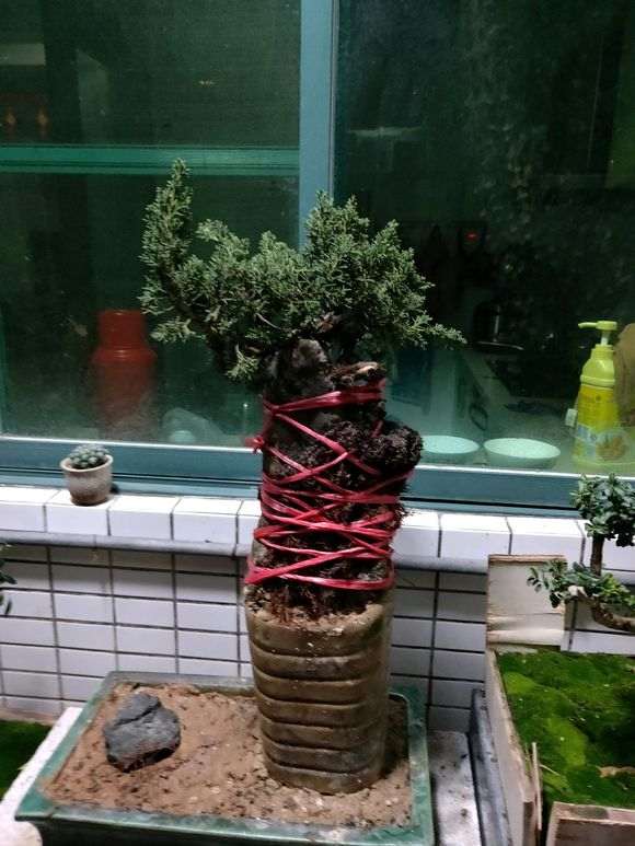 真柏下山桩能制作附石盆景吗