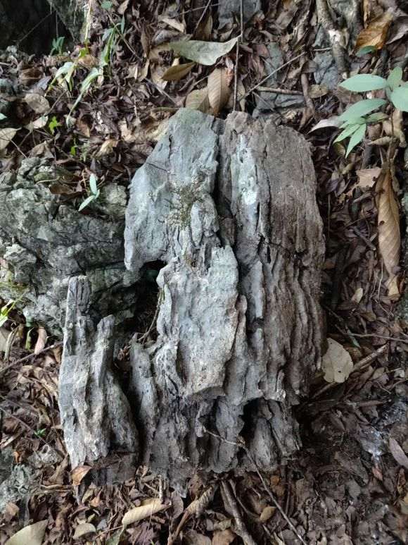 真柏下山桩能制作附石盆景吗