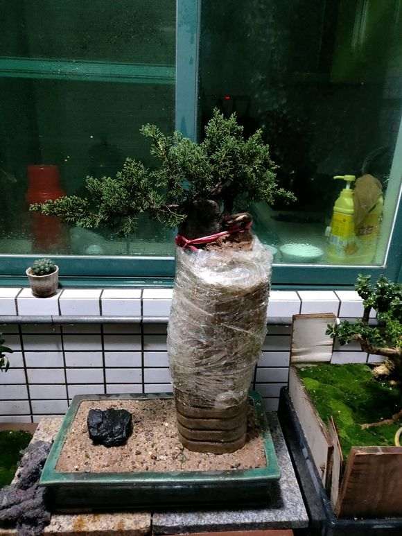 真柏下山桩能制作附石盆景吗