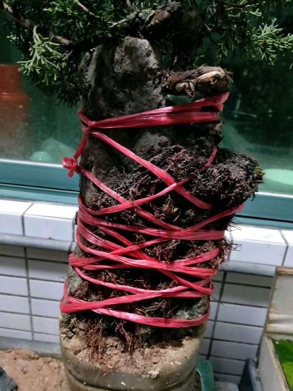 真柏下山桩能制作附石盆景吗