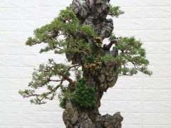 真柏下山桩能制作附石盆景吗