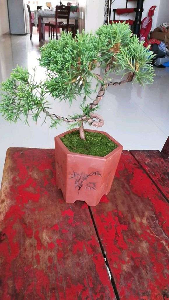 真柏下山桩叶子下面发黄是 怎么办