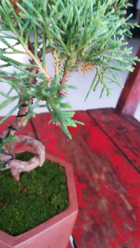 真柏下山桩叶子下面发黄是 怎么办