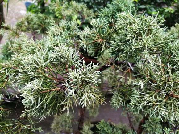 真柏下山桩都出现半边黄叶 怎么办