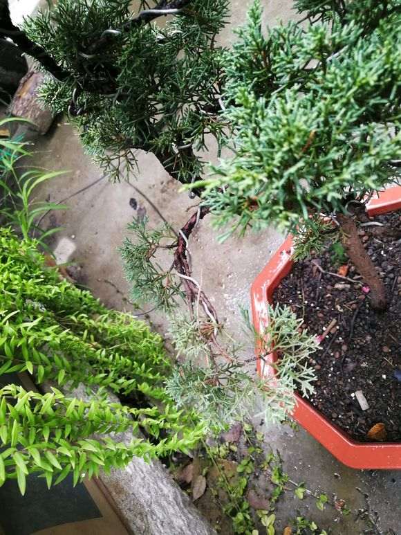 真柏下山桩都出现半边黄叶 怎么办