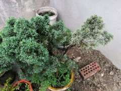 真柏下山桩都出现半边黄叶 怎么办