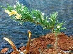 怎么杀菌提高真柏下山桩的成活率 图片