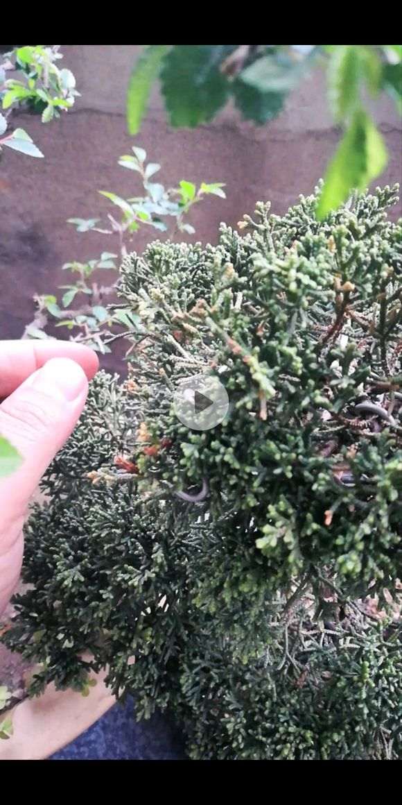 做盆景的价值 不同真柏有什么不同