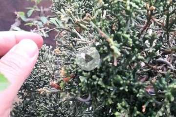 做盆景的价值 不同真柏有什么不同