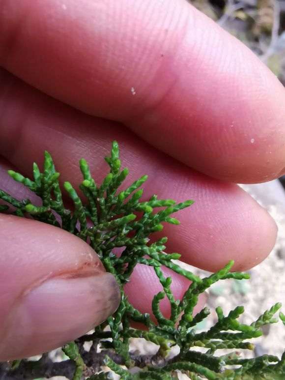 真柏下山桩成活后叶子变成这样 图片