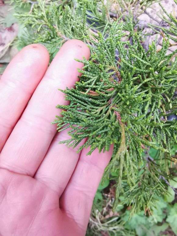 真柏下山桩成活后叶子变成这样 图片