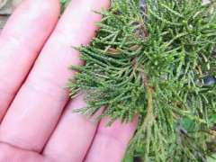 真柏下山桩成活后叶子变成这样 图片