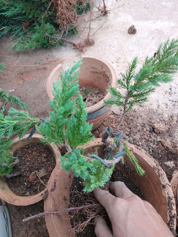 制作一批小真柏下山桩 去年扦插的