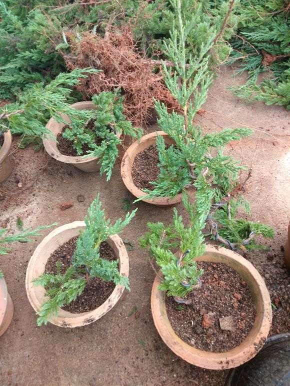 制作一批小真柏下山桩 去年扦插的