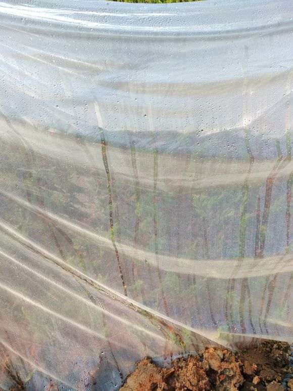 制作一批小真柏下山桩 去年扦插的