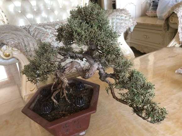 真柏下山桩的叶子不绿是什么原因 图片