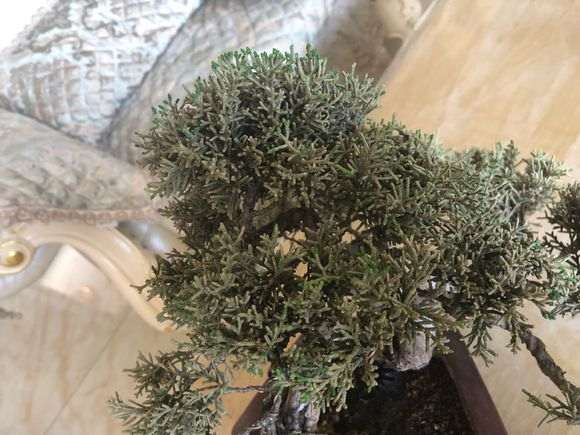 真柏下山桩的叶子不绿是什么原因 图片