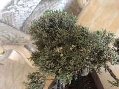 真柏下山桩的叶子不绿是什么原因 图片