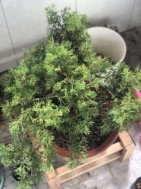这是颗什么真柏下山桩 怎么造型？