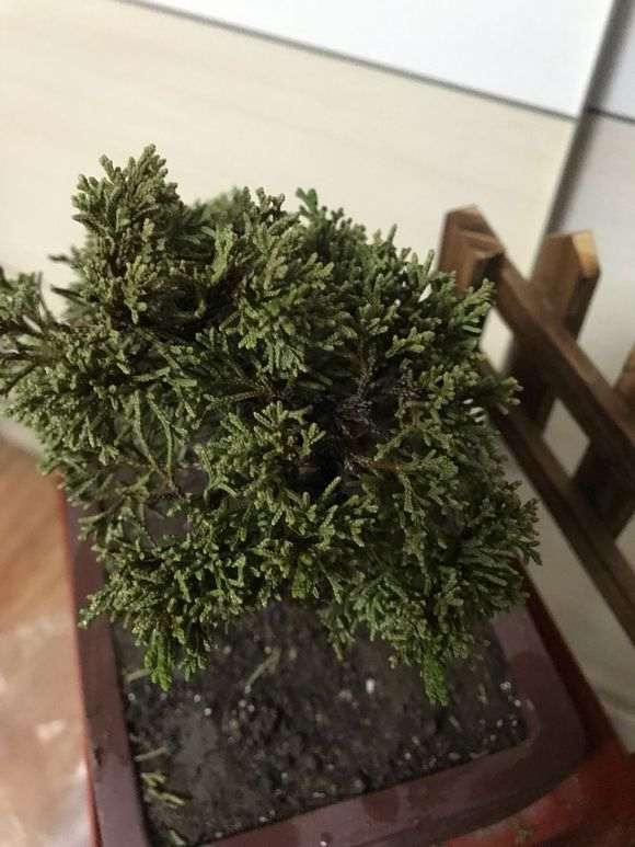 真柏下山桩叶片发白 怎么 图片