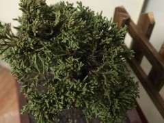 真柏下山桩叶片发白 怎么 图片