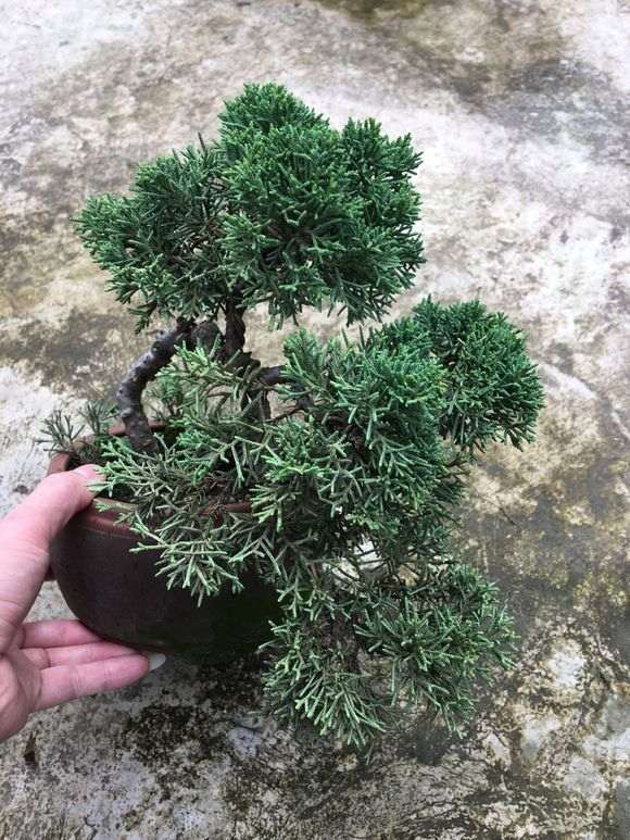 真柏下山桩的叶子暗淡无光 怎么办